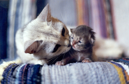 Kitten Kiss