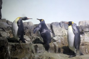 Penguins at Central Park Zoo