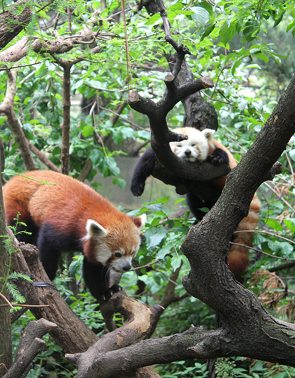 Red Pandas at Central Park Zoo
