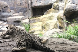 Snow Leopard at Central Park Zoo