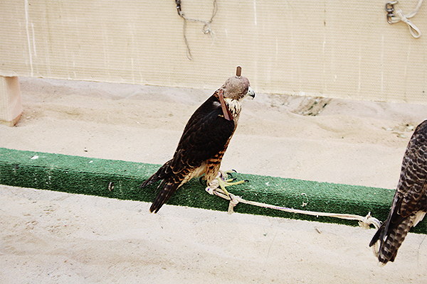 falconry qatar 2