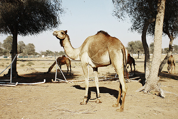 desert safari ras al kaimah