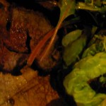 Sophies Steakhouse's Chateaubriand
