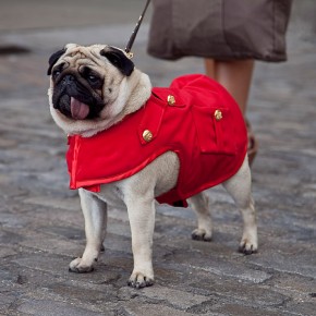 London Fashion Week Street Style Lenny the Pug